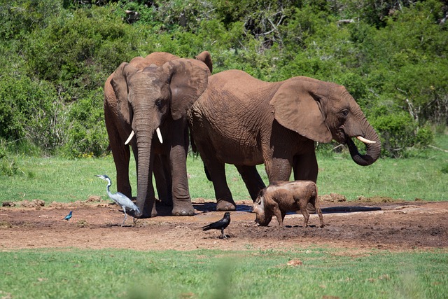 Saadani National Park