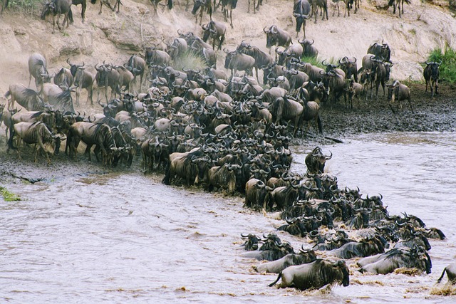 Wildebeest migration Tanzania Safari Experiences