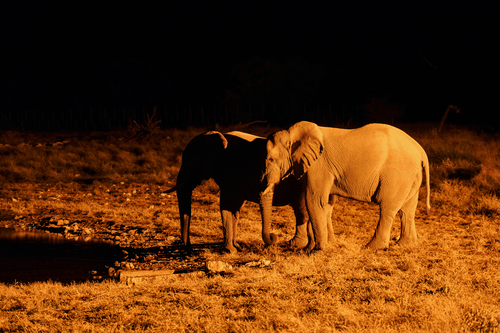 Night Game drive Tanzania Safari Experiences