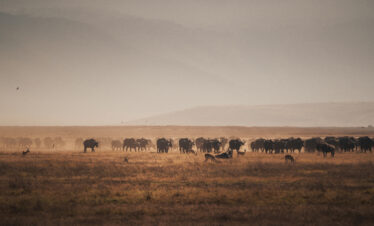 Ngorongoro Crater Day Trip