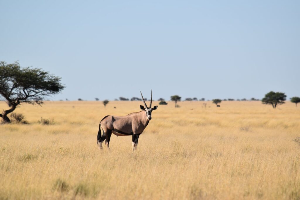 Private Tanzania Safari