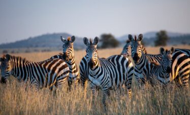 7 Day The African Wildlife and Cultural Experience