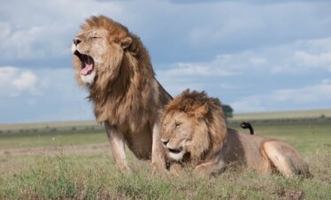 6 Days The African Wildlife and Iconic Heritage