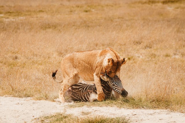 Big Five Adventures in Tanzania – Witness the Icons of the Wild